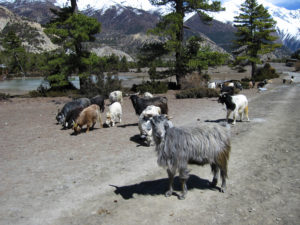 Himalayan goats