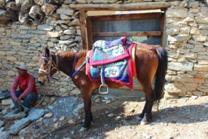 Himalayan mule seen at Mustang