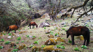 Ponies are a common sight at Manaslu