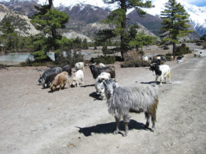 Sheep herding at Manang